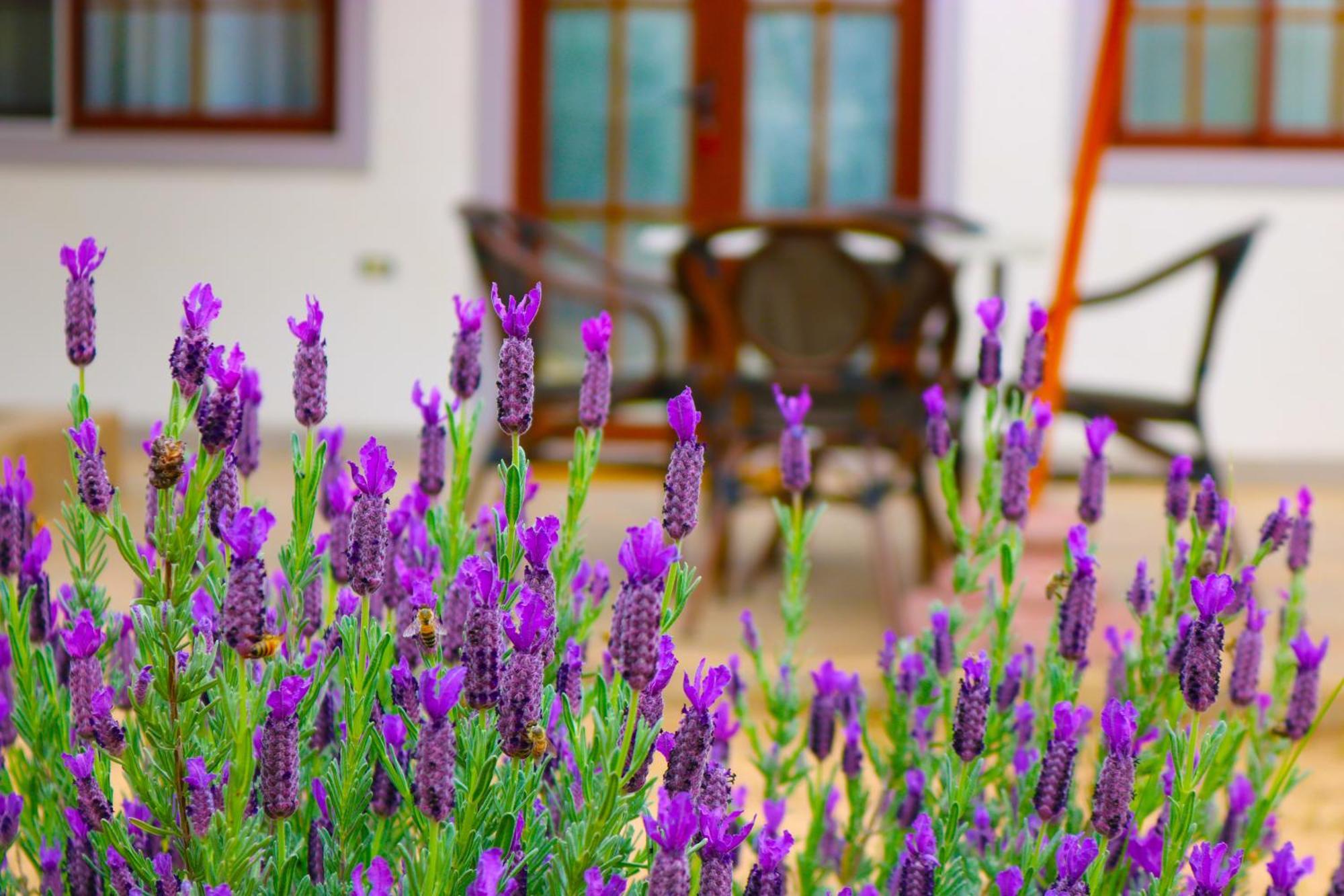 Hotel Boutique Solaz Bella Vista De Colchagua Санта Крус Екстериор снимка